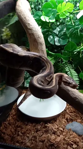 #Lacerta @lululoup #pythonroyal🐍 #pythonregius #pythonroyal #MojaveGravelHetClown #Alasha6669 #AkashaValkyria #akashalalouve #LaLouveRouge #akashalavida #Akasha 