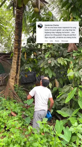 Part2 Falling Coconut Cinematic footage, ito po idol kulay Green napo yung na huhulog #mobilevideoediting #mobilevideography