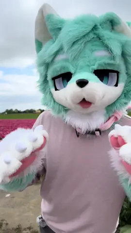 snff the tulips :D 🌷 pretty flower season in Mt. Vernon, WA! #furry #furryfandom #kemonofursuit #fursuit #tulips 
