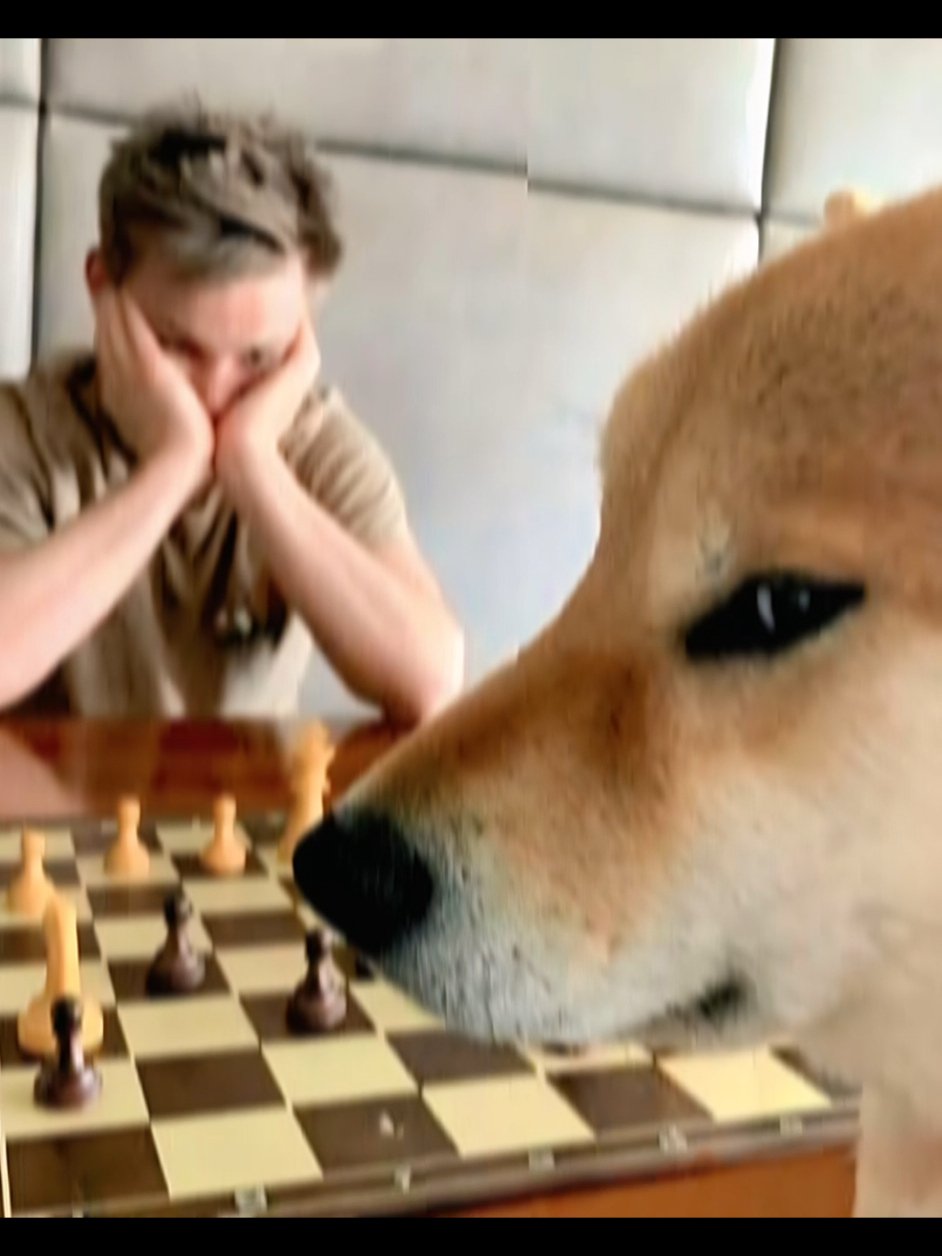 kadang ws kadang stres #chess #chessmemes #CapCut 