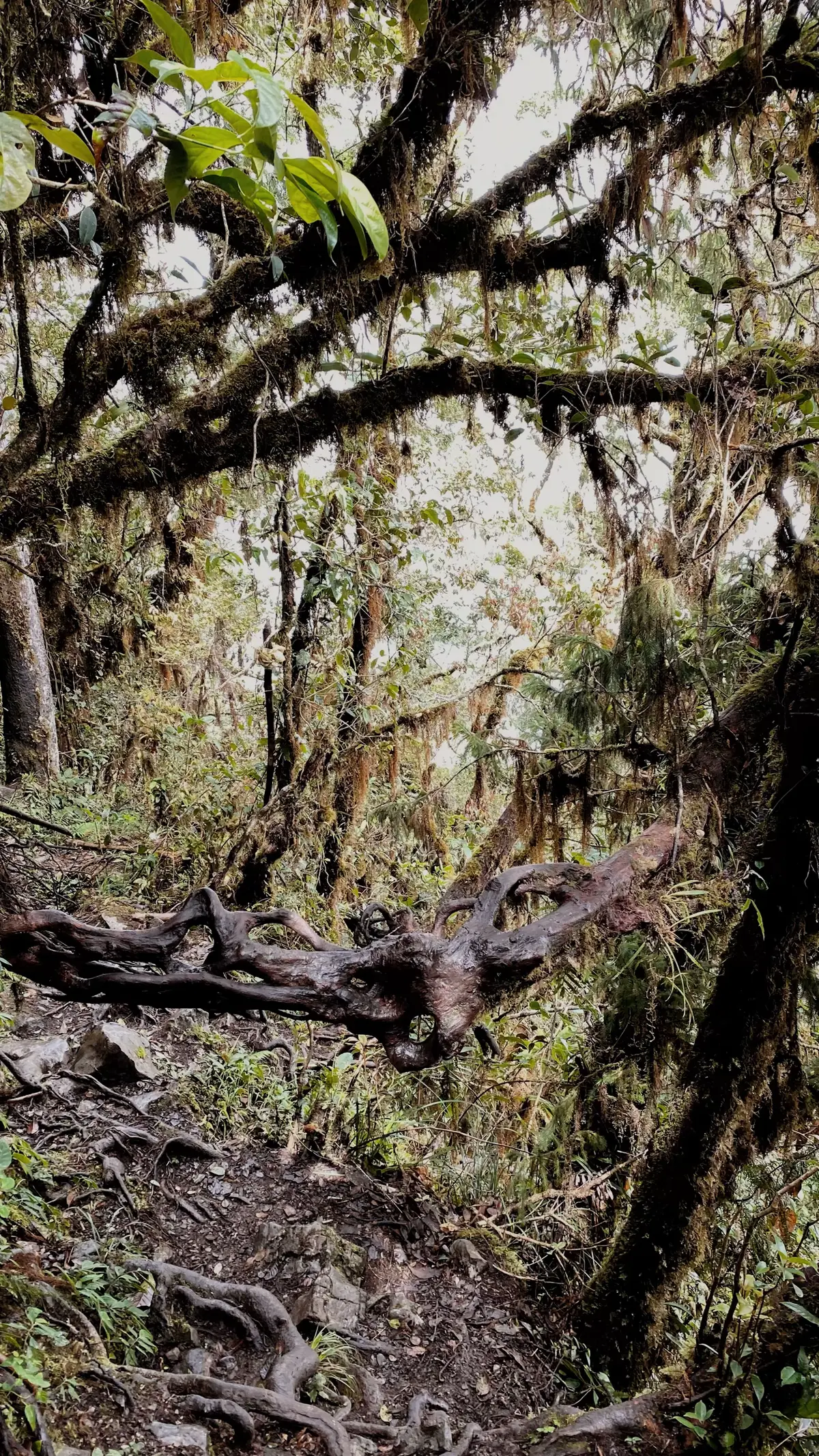 Keindahan hutan lumut Burni Kelieten #burnikelieten #takengon #aceh #gunung #lumut #pendaki 