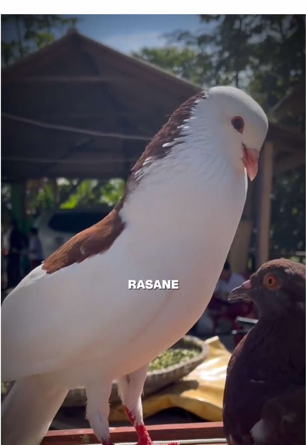 #CapCut #bismillahfypシ #merpatiplontang #merpatilovers 