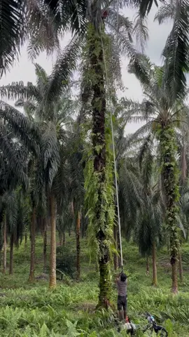 #CapCut #sawitriau #kulisawit #sawitindonesia 
