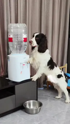 #dog #funny #funnyvideos #xuhuong 