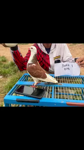 Dapet bye nyaman,tarung CC  tambah oke bolo.                      #merpatikolongbebasindonesia #merpatikolongbebas #merpatiku🕊️🕊️❤️❤️ #merpatikolongjambi #merpatijogja #merpatiwonosobo #merpatijakarta #kenwoodmerpati #merpatilampung #merpatikolongpekalongan #merpatikolong #pmkn #lapakpesarenbatang #fypage #fyp 