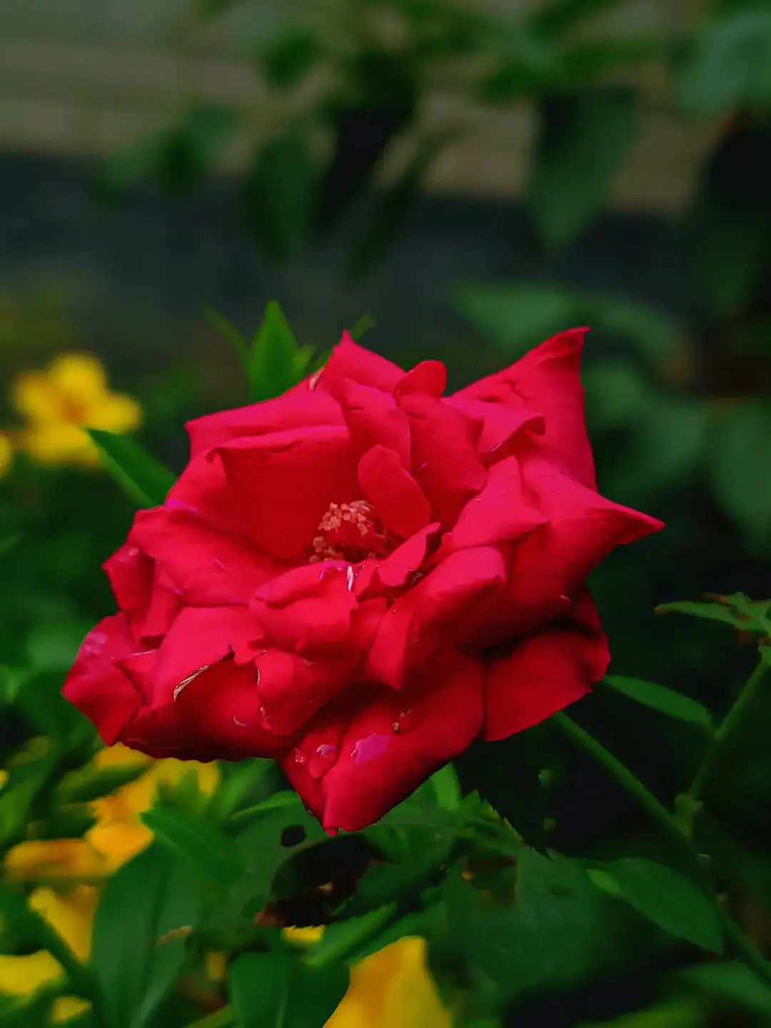 শুনেছি প্রেমে পড়লে নাকি ভালো মানুষও হয় বারবার খতি যদি আকাশ ও থাকে একটা চাঁদ,,#fyp #foryou #foryoupage #trending #tiktok #viralvideo #unfreezemyacount #viral #viral_video_tiktok #tiktokindia_ #tiktokviral #fypage #support_me #fypシ #fypシ゚viral #fypシ゚viral🖤tiktok #fpyviralシ #tiktokbd #tiktokofficial #bdtiktokofficial @For You @For You House ⍟ @TikTok @TikTok Bangladesh 