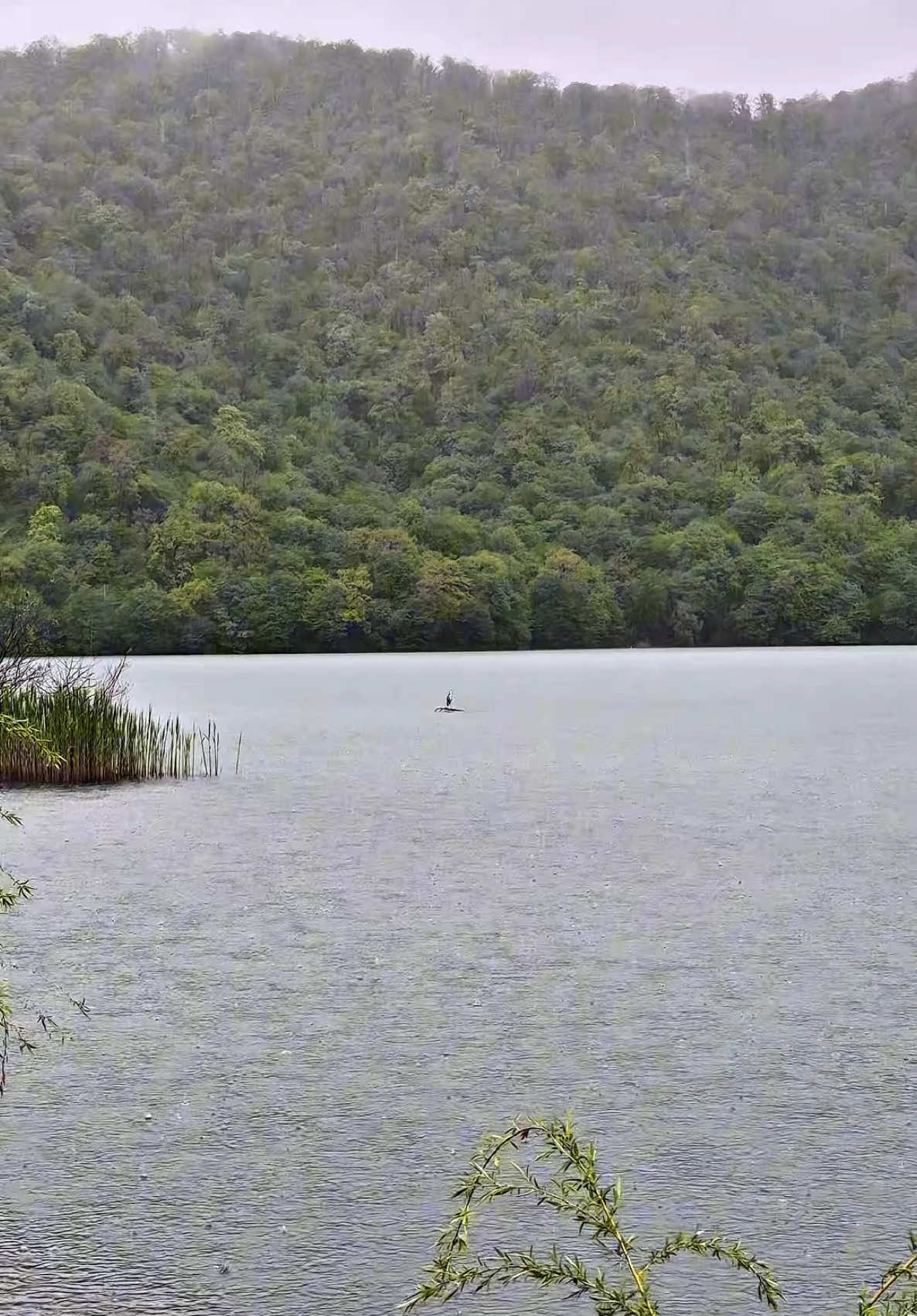 #gabala #discovergabala #nohurlake #nohur #lakeview #birdwatching #rainyday #rainstorm #naturelover #naturephotography #solitude #resilience #travelazerbaijan #exploregabala #azerbaijan #rainyweather #dramaticnature #moodydays #wildlifephotography #naturevibes