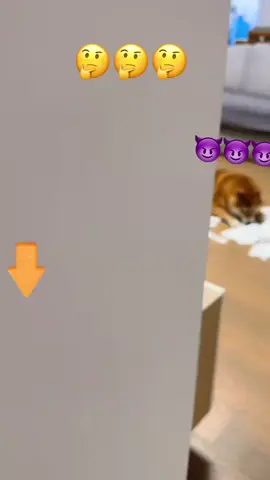 Provide a safe and joyful tearing experience for your pup,letting them unleash their energy!#dog #dogsoftiktok #dogs #cat #catsoftiktok #dogtoy #cattoys #pettoys 