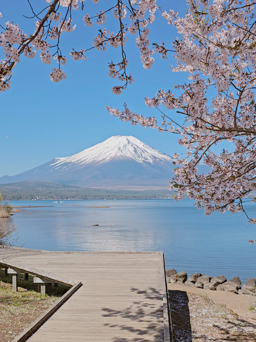 Hoa đào rất đẹp tại hồ thiên nga Yamanakako 27.4.2025#japan #japantravel #fuji #富士山 #桜 #sakura 