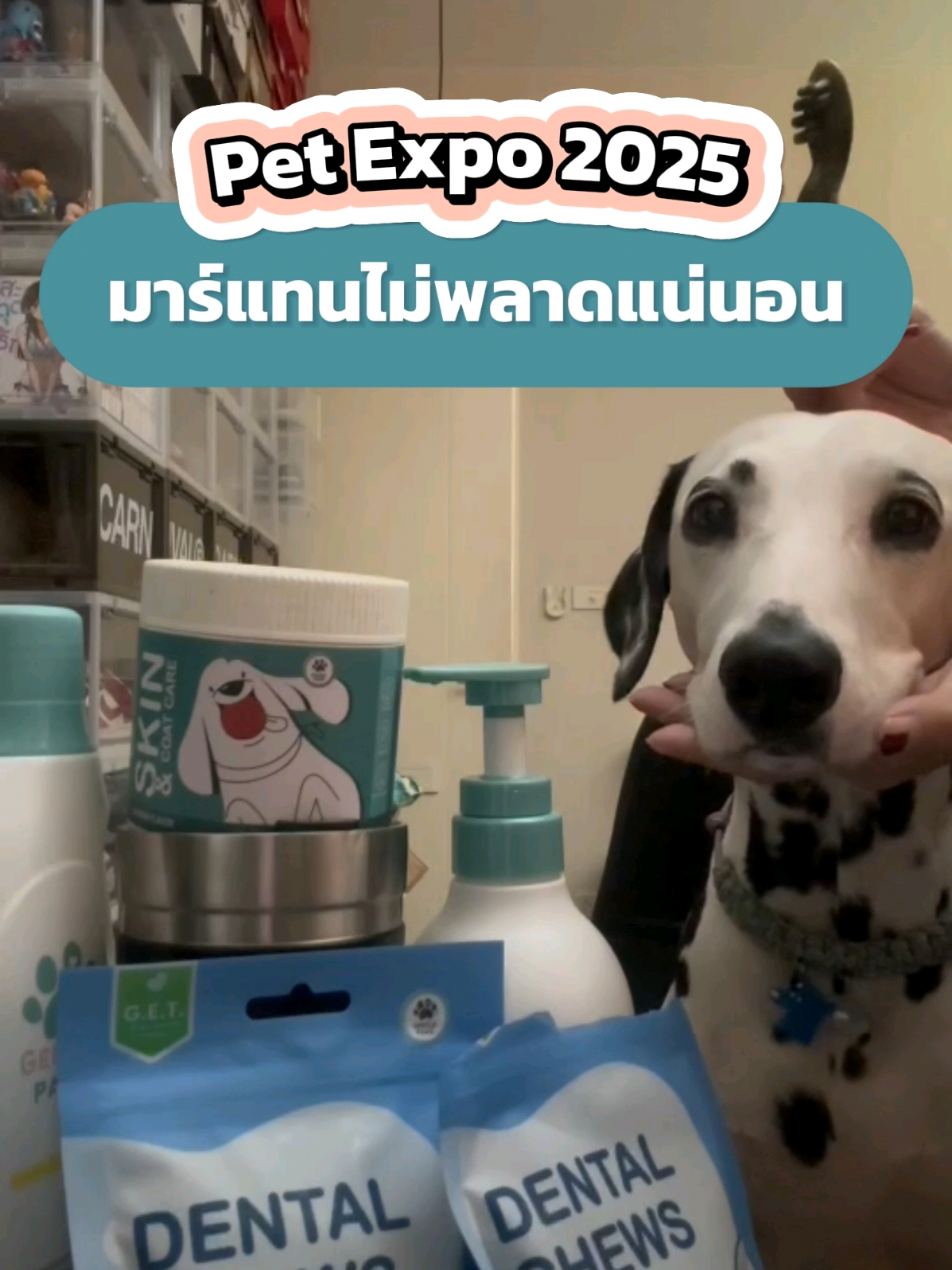 น้อง @Martan_martoon รอไปงาน Pet Expo 3 ปีซ้อนเลยนะคะพี่ๆ🥰 แบบนี้จะพลาดไม่ได้แล้วน้า พบกับบูธ Gentle Paws ได้ที่บูธ P026 และ P070 ณ ศูนย์การประชุมแห่งชาติสิริกิติ์ วันที่ 1-4 พ.ค.68 นี้นะค้าา ❤️🩵 #GentlePawsTH #ชีวิตติดสัตว์ #สัตว์เลี้ยงTikTok #สวนสัตว์TikTok #petexpothailand2025 #petexpo #มหกรรมสัตว์เลี้ยง 