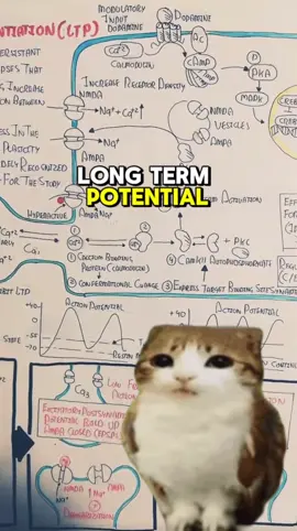 neuroscientific concept of long term potential (LTP) explained #science #stem #psychology #neuroscience #chemistry #university #college 