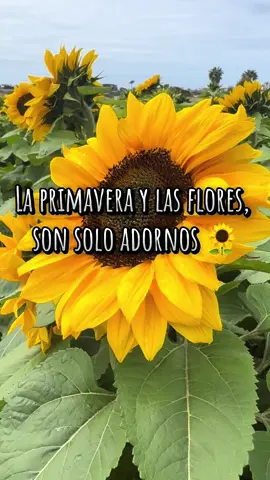 Incomparable 💛 #julionalvarez #comoteesplico #incomparable #erestu #regionalmexicano #esecorazonquetienes #fyp #🎶 #sunflowers #girasoles 