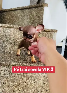 #xuhuongtiktok trai socola vip!!! #trunglechihuahua #chihuahua #chiwawa #cúnyêu #thúcưng #cún #pet #chihuahuastiktok #xh 