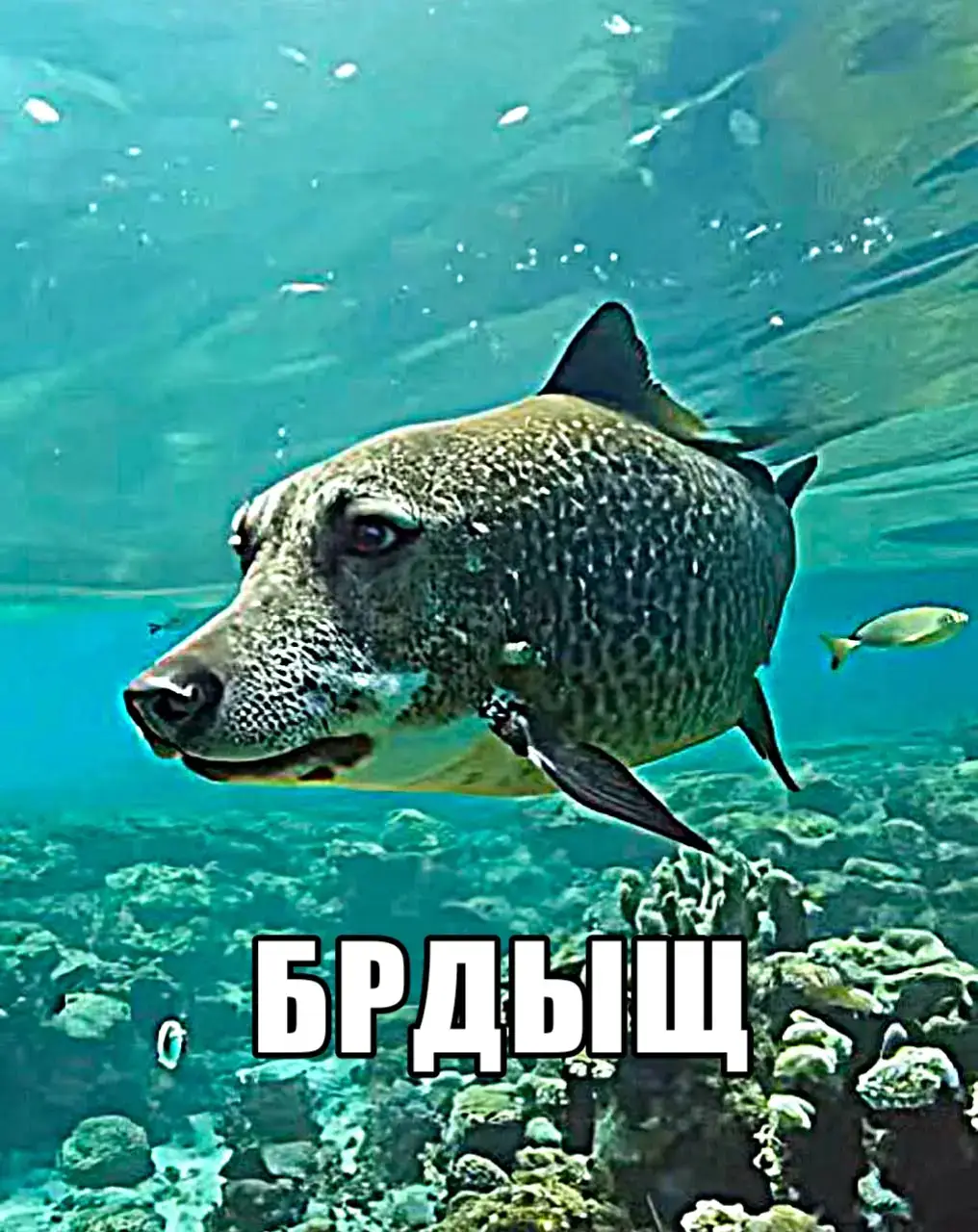 #брдыщ #привет
