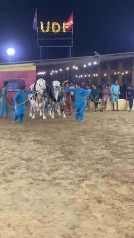 UDF Bull Full Active #animalslover #cow #bull #cattle #uk #udf #udfcattlefarm 