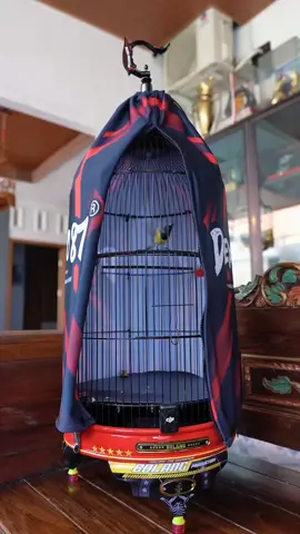 sogon aguero dengan tembakanya dan gaya bernarinya😁 @omacuzchannel  #sogonmateri #kicaumaniaindonesia #sogonmaniaindonesia #dextro87 #persatuansogonindonesia #andribolangngawi #masukberanda #CapCut #fyp #foryoupage #viralvideo 