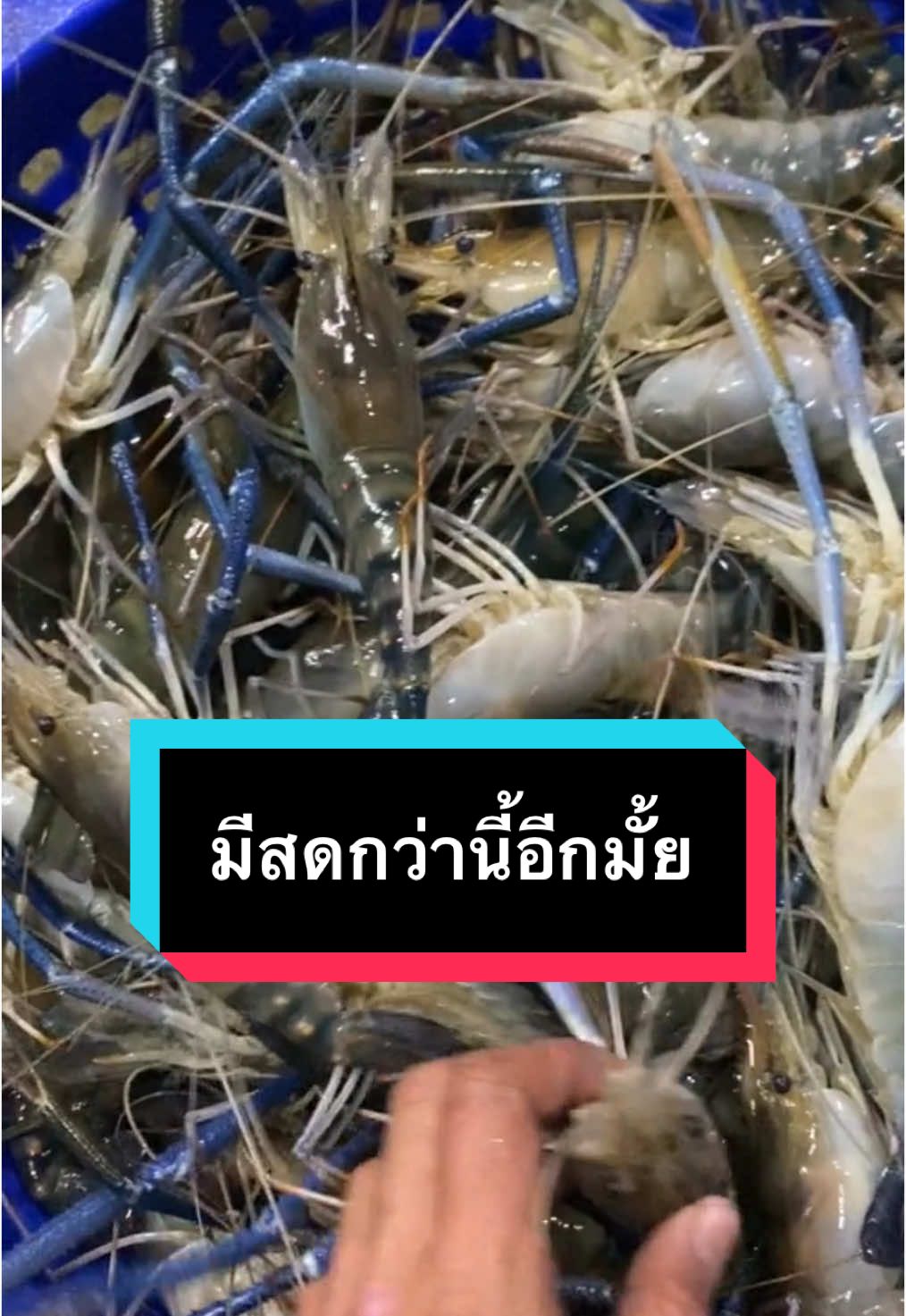 กุ้งสดมาก ดิ้นๆ ดุ๊กดิ๊กๆ พร้อมส่งทั่วประเทศ #นัมเบอร์วันซีฟู๊ด 