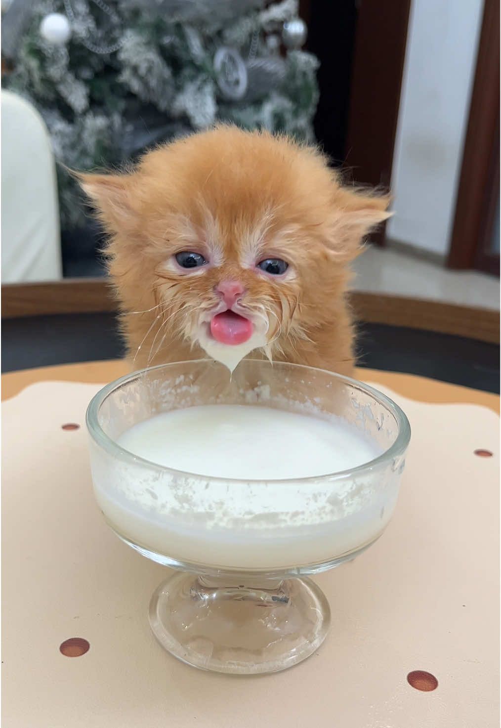 My baby cat 