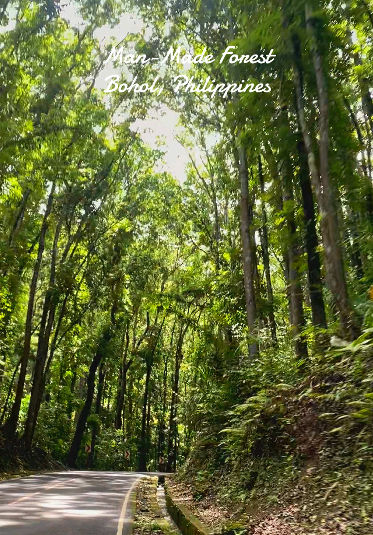 Lost in the beauty of Bohol’s Man-Made Forest — where nature and human hands created magic. #Bohol #ManMadeForest #PhilippinesAdventure #NatureVibes #travel 