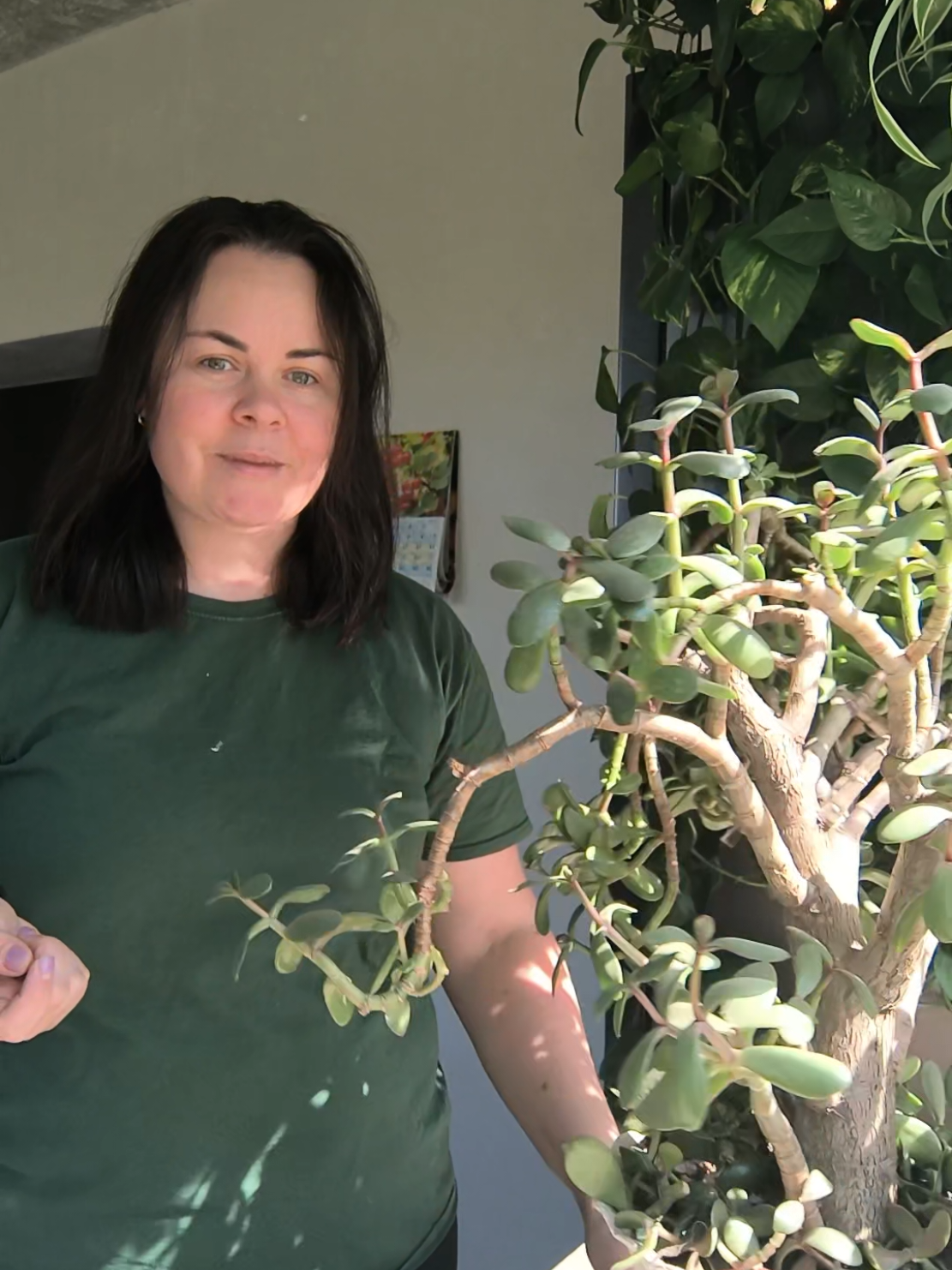 Крассула або грошове дерево💚 Обрізка та догляд #квіткарка_інна #квіти🌺🌸🏵️ #рослини #кімнатнірослини #доглядзарослинами #грунт #субстрат #земля #уходзарастениями #цветы #растения #комнатныерастения #комнатныецветы 