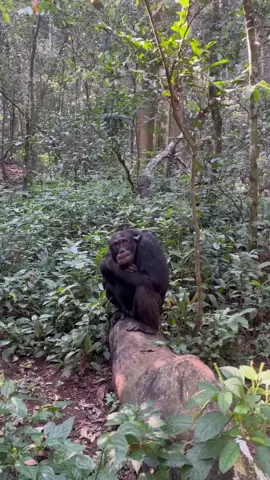 Chimpanzee tracking in Uganda🇺🇬 For booking or inquiries  Email: info@kisembosimbauganda.com What’s app: +256773286136 www.kisembosimbauganda.com #askmeaboutuganda #visituganda #creatingmemories #travelphotography #bwindiimpenetrableforest #gorilla #dianafossey. #mountaingorillas #voiceofgorillas