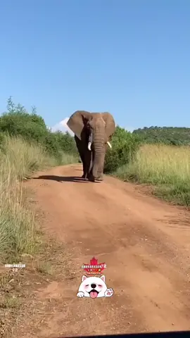 kushippoo🐘🤣#viralvideo #tiktok #trending #foryou #fyppppppppppppppppppppppp #