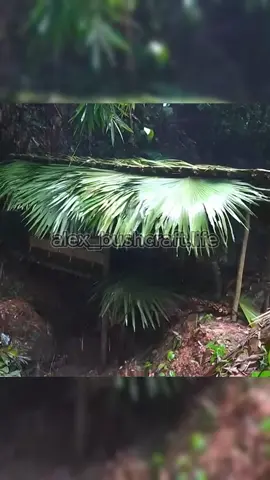 A man builds a shelter in the forest to avoid the rain, and collects food all over the mountains to experience survival in the wild #bushcraft #camp #camping #survival #shelter #Outdoors #outdoor #viralvideo #fyp #construction #wildlife #build