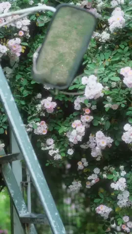 我把花给了春天 交换你 #恋与深空 #春日恋爱进行曲#cos @Lu Jiu Erhei 
