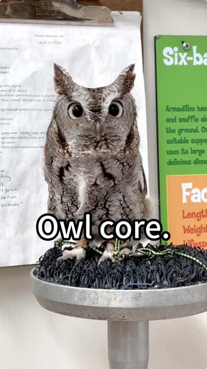 Owl core😂🤣#owl #owlhouse #owls #owlsoftiktok #owllove #parrot 