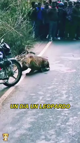 A wounded leopard chewed the tire of a man's car while trying to get help#animals #Foryou #Friendship #Us
