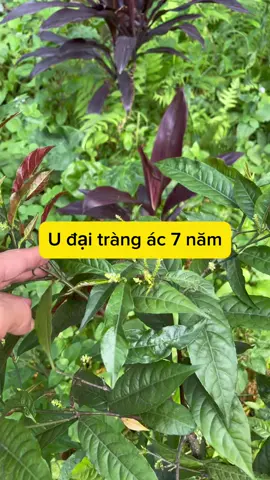 U đại tràng ác 7 năm #daitrang #ubuouthaoduoc 