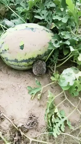The hedgehog stealing watermelon.#animals #faypageyou #cute #foryou #usa #tiktok 