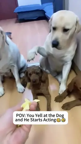It wasn’t me. I swear 🐶🦴#dog #funny #foryou #fyp #foryoupage #dogsoftiktok #doglover #funnyvideo #dogs #funnydog #tiktokdogs #pet #puppy #usa🇺🇸 #funnymoments 
