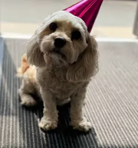 Our adorable little Poppy, always bringing extra love and smiles to the salon! ✨ She’s the heart of our hair family and the cutest little assistant you’ll ever meet. We’re so lucky to have her with us every day! #SalonLove #PoppyTheSalonStar #LittleHelper #SalonMascot #CutestTeamMember #HairSalonVibes #SalonLife #HairAndPaws #PoppyLove