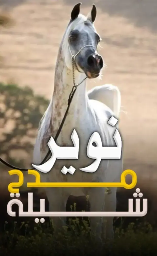 مدح نوير حماسيه #بشارة_مولود #بشارة_مولودة #بشارات_مواليد #بشارة_مولود #اكسبلور_تيك_توك#اكسبلووووورررر #شيلات_حماسيه #شيلات_زواج #شيلا_تخرج #شيلات_تخرج_ضابط #شيلة_عروس #شيلات_عرسان #شيلات_ام_العريس #شيلات_عرضة_جنوبيه #اكسبلورexplore #اكسبلور  واتساب :  https://wa.me/00966533732997 #استديو_أجمل_فرح_للطلب_الاعمال_واتساب_0533732997_  #اجمل_الشيلات #شيلات_روعه🌷🌷 #شيلات_طرب #بنات #شباب #سنابي #سناب #صور_شباب #طرب #اغاني #رقص #شيلات_يمنيه #ابو_حنظله #فهد_بن_فصلا #بندر_بن_عوير #عبدالعزيز_النصافي #شوق #حب #عشق #وله #سناب_شات# تويتر  #تصميمي #شيلات #شيلات_صوتيه #شيلات #قوتشي #شيلات_روعه #شيله #البحرين #بنات #بنات #صور #الامارات #ماشاءالله #الرياض #الكويت #نشر #بحرين #سناب #شعر #قصيد #قصيده  #شيلات_حزن #شيلات_فراق #فهد_بن_فصلا  #حب #حبايب #حزن #عراقي #اغاني_عراقيه  #عراقي_حصري #حزن_عراقي  #صور_بنات #صور_براقع #صور_حلوه #تصاميم  #المصمم #سناب_شات  #منشد #اناشيد #غزليه #طربيه #استكنان #شيلات  #شيلات_ترحيبيه_حماسيه#شيله_ترحيب#شيلة_أجمل_فرح شيلات حماسيه بدون حقوق شيلة - ترحيب -شيلات ترحيب - #استديوأجمل_فرح_اف_ام#زفات_أجمل_فرح#شيلات_مولود#شيلات_ترحيب#شيلات_حماسيه#شيلات_ترحيبيه_حماسيه#شيله_ترحيب#شيلات_زواجات#شيلة_عريس#شيله_عريس_شيلات_استقبال#شيلات_بدون_اسم#شيلات_مدح#شيلات_ام_العريس#شيلة_ام_العريس #شيلة_ام_العروس#شيلات_ام_العروس#شيلات_عروس#شيلة_عروس#الشعب_الصيني_ماله_حل😂😂 