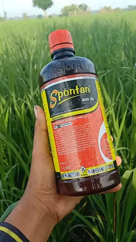 padi usia 7- 25 hst insektisida SPONTAN ini mampu di jadikan andalan, irit tepat sasarn dijamin  joss #petanimilenial #fypage #gabahbalap #petanicabai🌶️🌶️🌶️ #viral #petaniindonesia🇮🇩🇮🇩🇮🇩🌿🌿 #tranding #fyp #petanisawit #padim410 