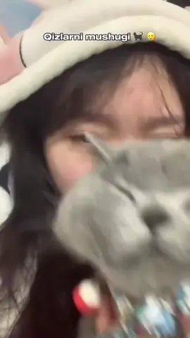 kimi mushugi shunaqa yana