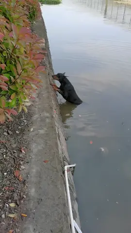 Rescue the poor dog. For safety's sake, I had to find a rope to pull it to shore, I'm not sure if the dog will bite me or not. #pet #xuhuong #fyp #trending #dog #dogsoftiktok #PetsOfTikTok 