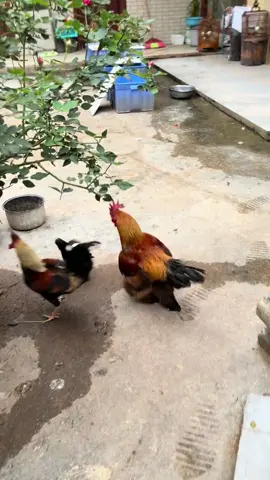这里建议把公鸡炖了#tiktok #foryou #fyp #funny #trending #xuhuong #推薦 #熱門 #推荐 #热门 #웃긴영상 #추천 #搞笑 