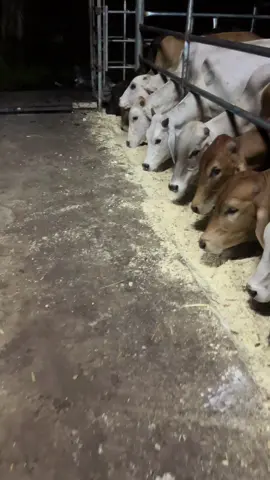 Lembu korban 