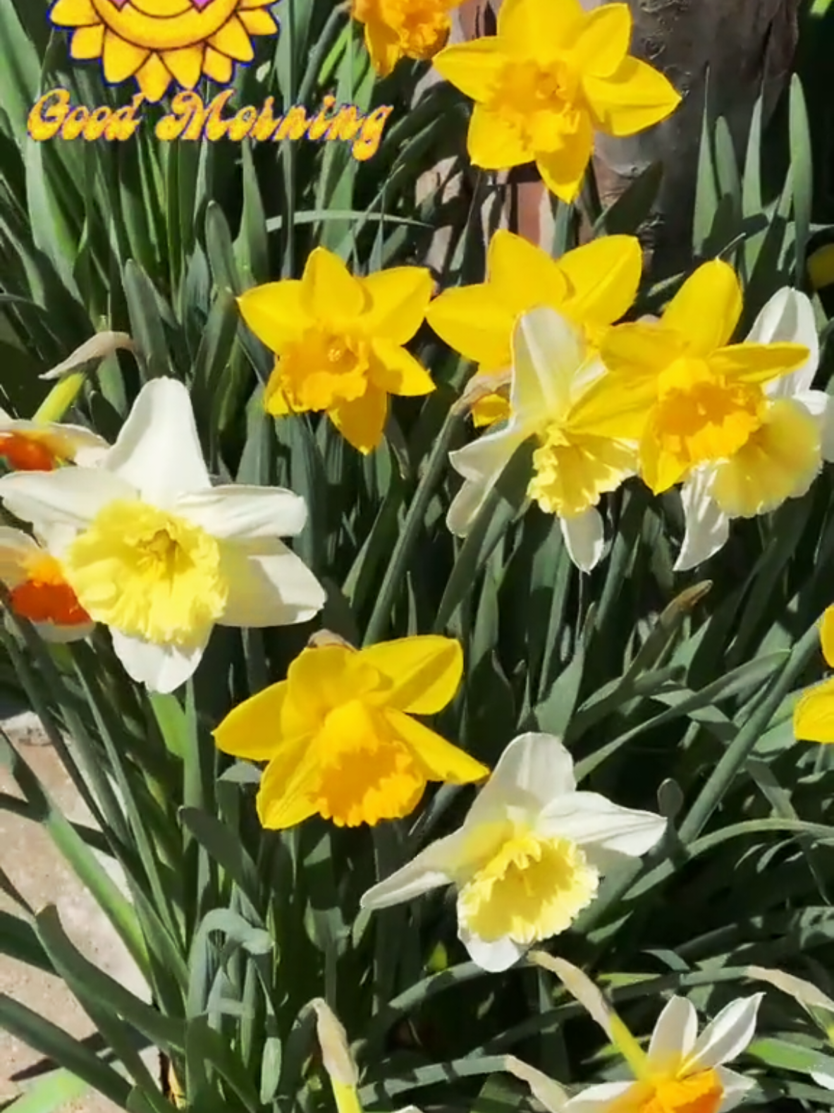 #fypシ #💛💛💛💛 #happymonday 