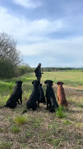 Eyes on the prize .. #labradorretriever #chocolatelab #foxredlab #yellowlab #blacklabsquad #training #teampureflax #gundogtrainer  #slingleygundogs #pickingupteam  #instavideo