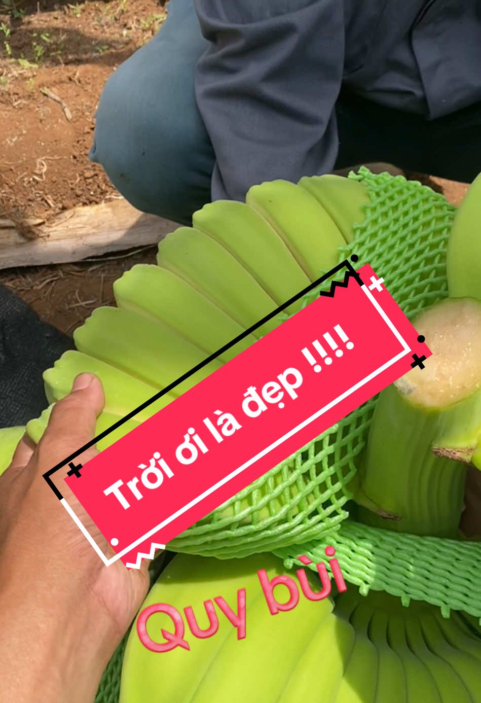 Mùa này trồng,anh em siêng tưới nước giúp e.cho cây nhanh bung rễ. Trồng sau 2 tuần cắt đọt là lên rất đẹp luôn anh em #xuhướng #qgarden #chuoibantayphat #chuoibantaynguyencau #chuoibantay #chuoimusa 