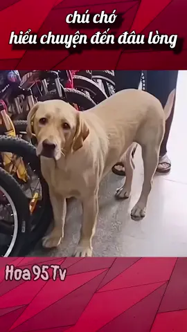 đừng sợ con mà!!#tiktok #dog