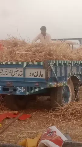 buta zinda baad #khokherforyoupage #onemilionviews #onemillionlikescelebration✌️ #onemillionviews🙏❤️🤓 #CapCut #onemilionaudition 