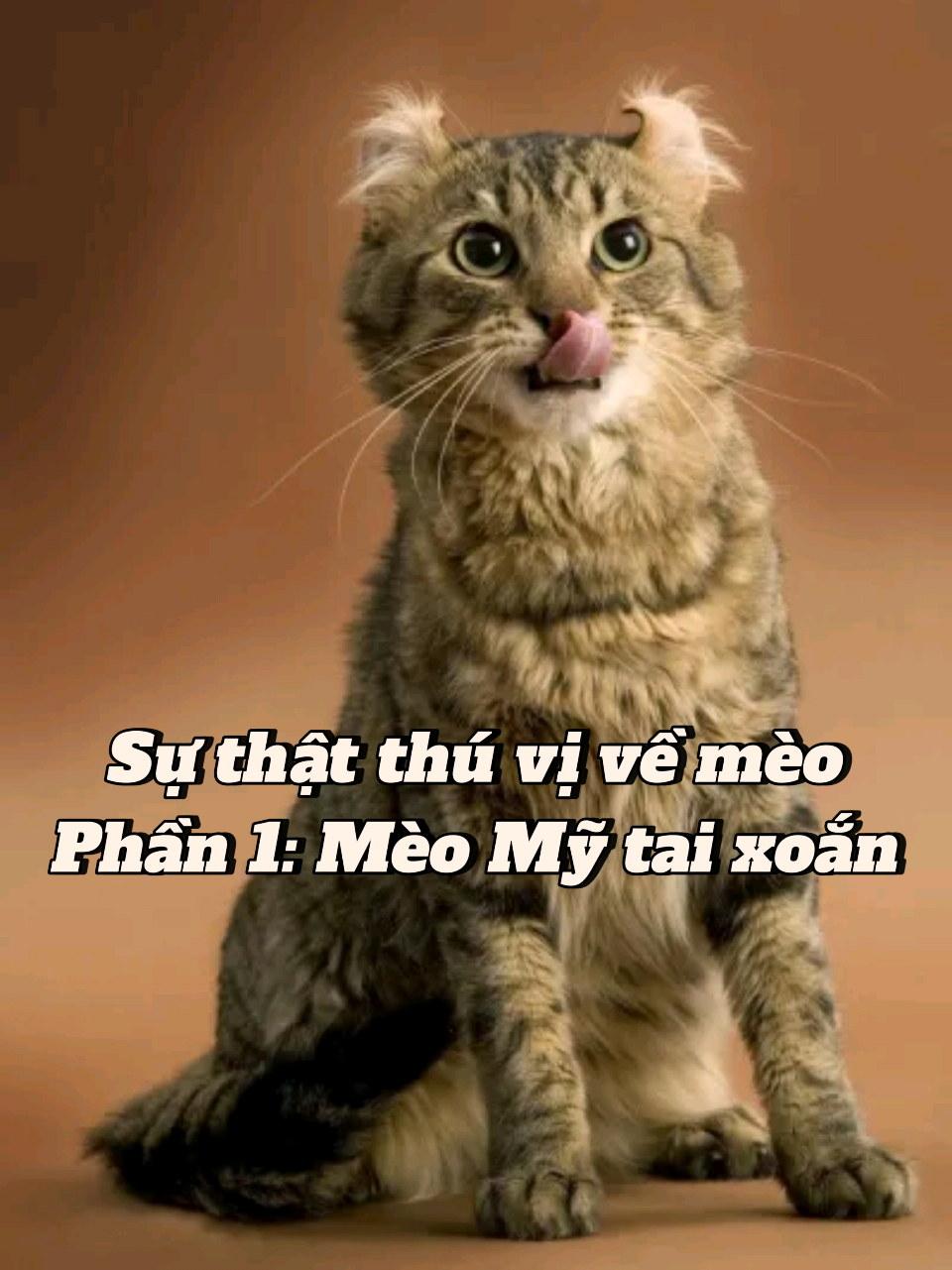 Sự thật thú vị về Mèo Mỹ tai xoắn #bianthuvi #thegioidongvat #suthatthuvi #americancurl #meomytaixoan #meo #thucung #consen 