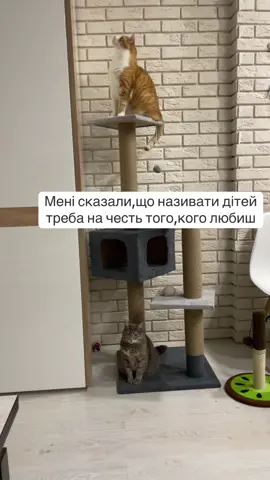 #котячіприколи #киці #кіт #котики #кітукраїнець #cat 