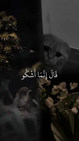 #القارئ_عبدالله_احمد_شعبان #قران_كريم #quran #ارح_سمعك_بالقران_الكريم_أجر_لي_ولكم #ايات_قرانيه_تريح_القلب #logen386 