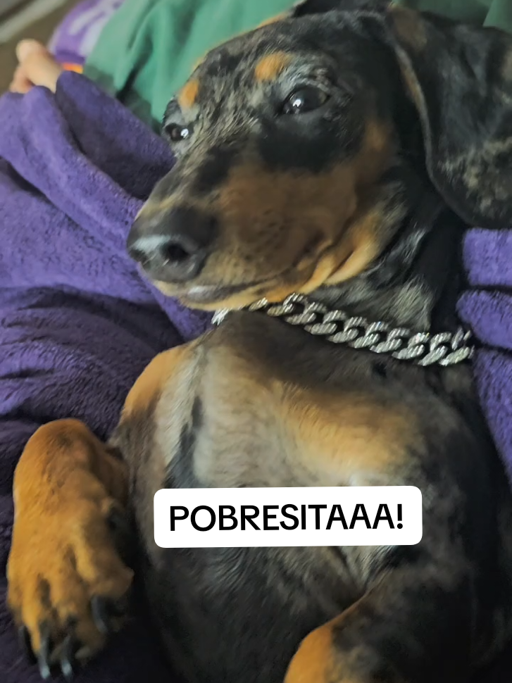 #PerroGracioso  #HumorCanino  #PerrosDeTikTok  #VideosDeRisa  #RisasAseguradas  #PerroDivertido  #MomentoDivertido  #PerroLocura  #VidaPerruna  #MascotasFelices  #HumorLatino  #TikTokEnEspañol  #DiversiónTotal  #ChistePerro  #AmorPerruno  #LocurasDePerros  #PerrosQueHacenReir  #MascotasGraciosas  #HumorDeMascotas  #ReírEsGratis 