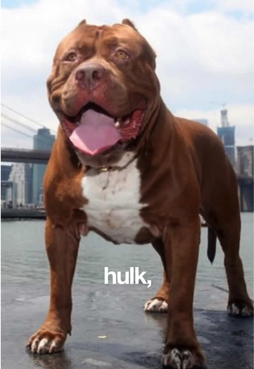 Today we lost the biggest legend. Rest In Power: Hulk, The World’s Most Famous Pitbull. Farewell to a true icon — Hulk 2013-2024 🕊️ Sending condolences, love, and strength to the family and everyone at @darkdynastyk9s @iam_thehulk during this heartbreaking time. Hulk’s legacy will live on forever. 🖤 #RIPHulk #Legend #darkdynastyk9s 